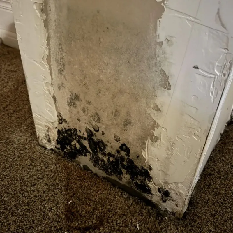 Professional Mold Removal in Boydton, VA